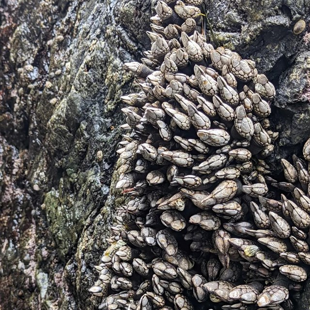 Mussels and other sea life clinging to the side of a boulder