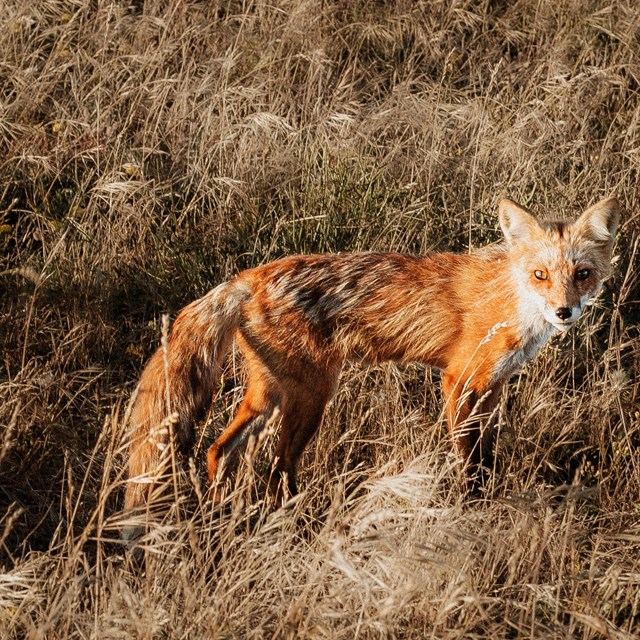 Two orange foxes in tall grass