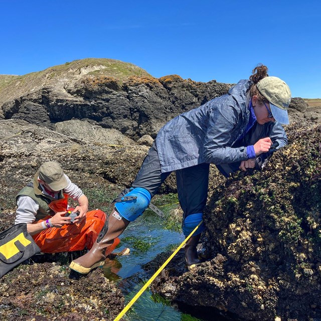 Scientists inspect rocky tidal areas