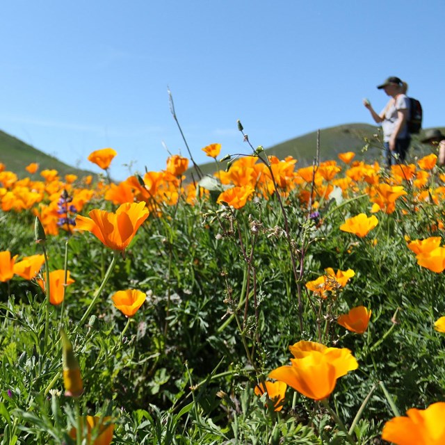 California poppies in the foreground with a researcher in the background.