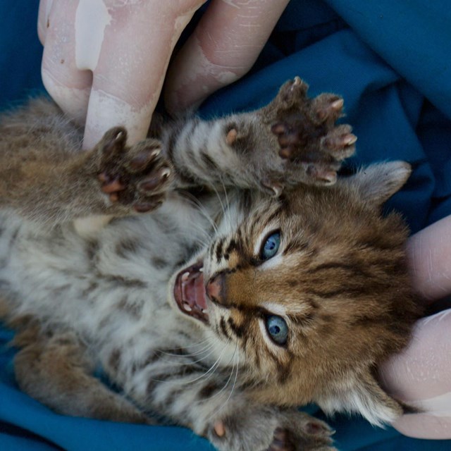 A researcher wearing gloves handles a bobcat kitten.