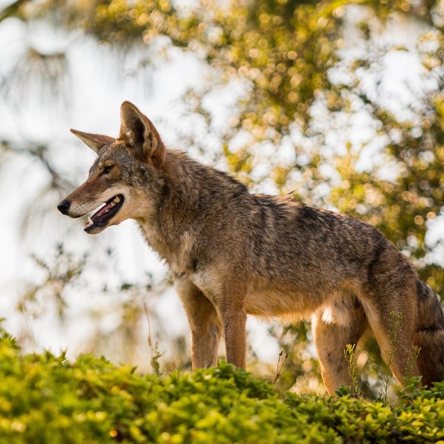 A coyote standing atop a hill.