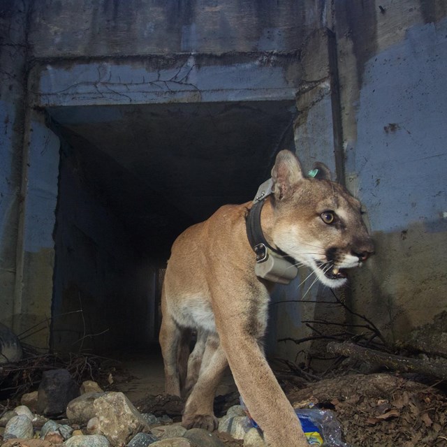 A collared mountain lion emerging from a tunnel.