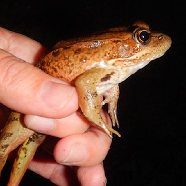 A hand holding a frog with a black background.
