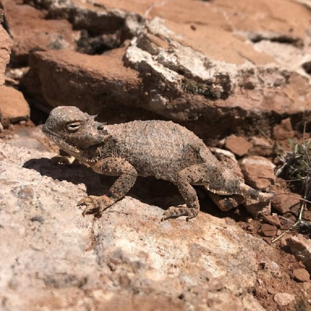 A small lizard stands still on the red sandstone.