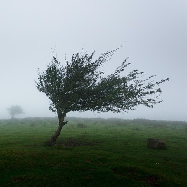A tree being blown by the wind