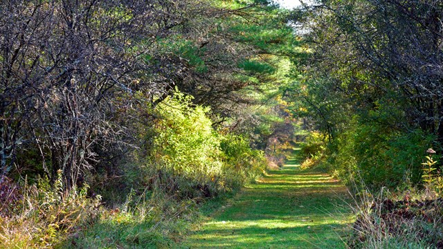 A mowed path cuts through green and brown vegetation. 