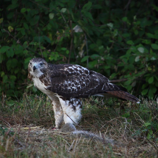 Bird of prey in grassy field standing on top of squirrel