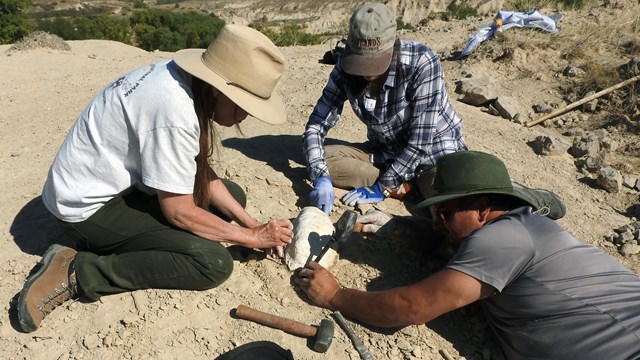 Three paleontologists work to remove a fossil from the surrounding rock.