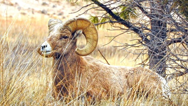 A bighorn sheep ram is bedded down in grass near a pine tree. 