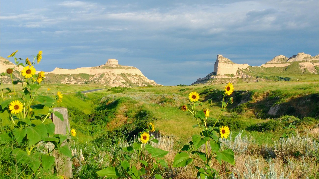 A gap between sandstone bluffs looms above a prairie decorated with sunflowers. 