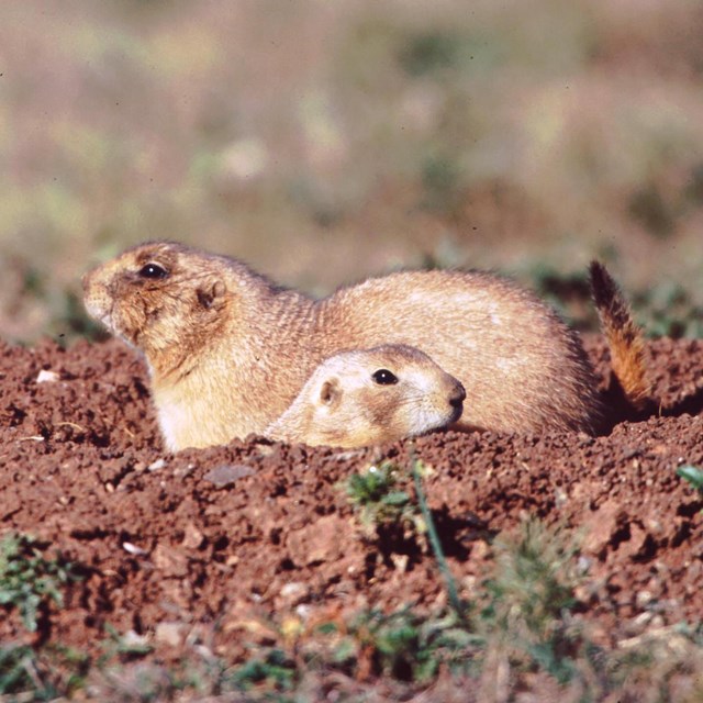 A prairie dog peaks its head out of its burrow while another rests on all fours just behind it. 
