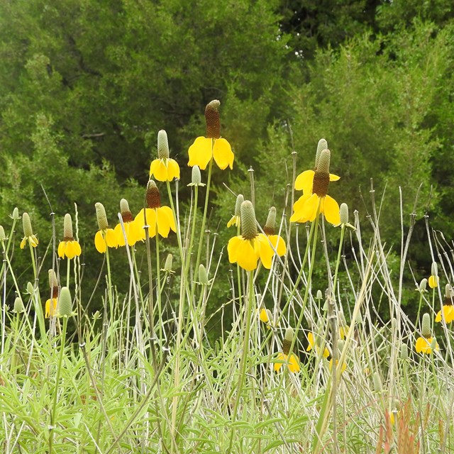 Prairie Coneflower