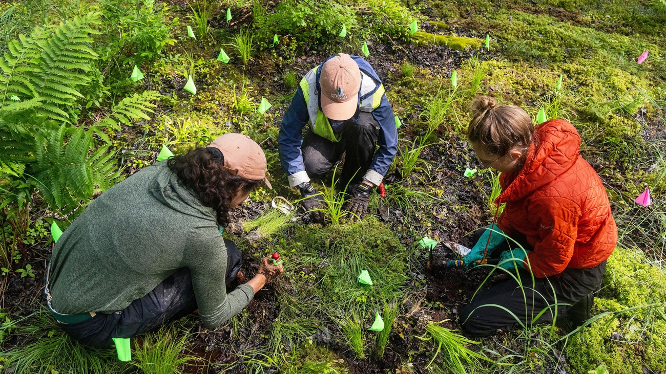 three scientists sit in a mossy marshy area surrounded by green flagging