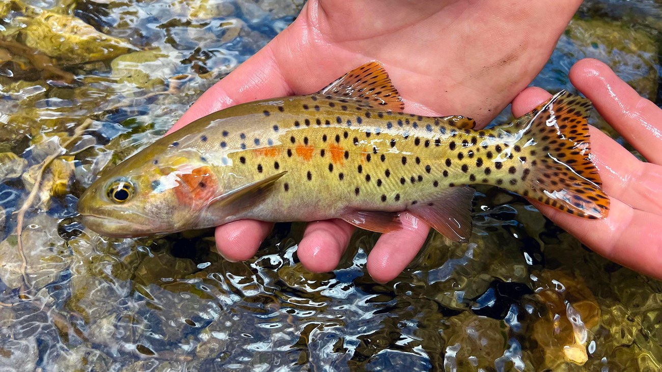 hands hold a vibrantly colored fish just above the surface of a flowing stream