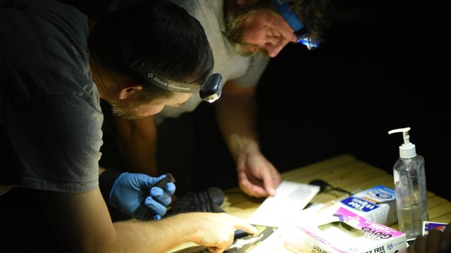 Two people with headlamps study a bat