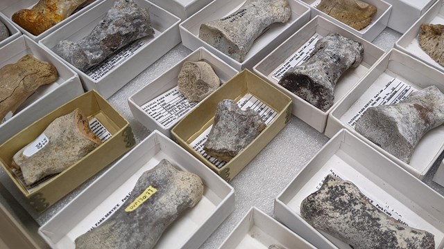 Fossils displayed in boxes