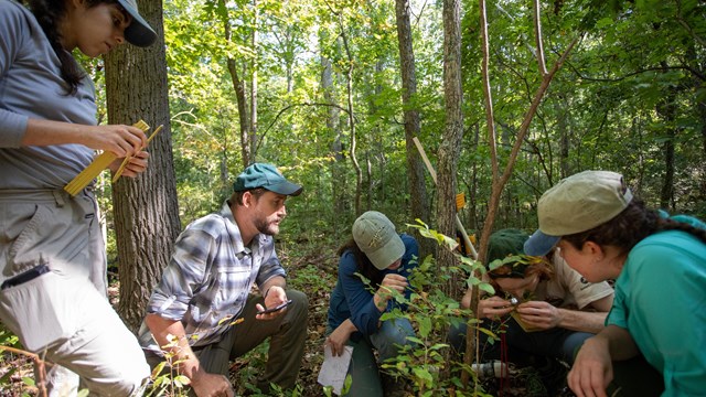 A group of people in a forest examine a plant