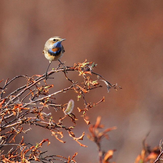 A bluethroat perched on a branch