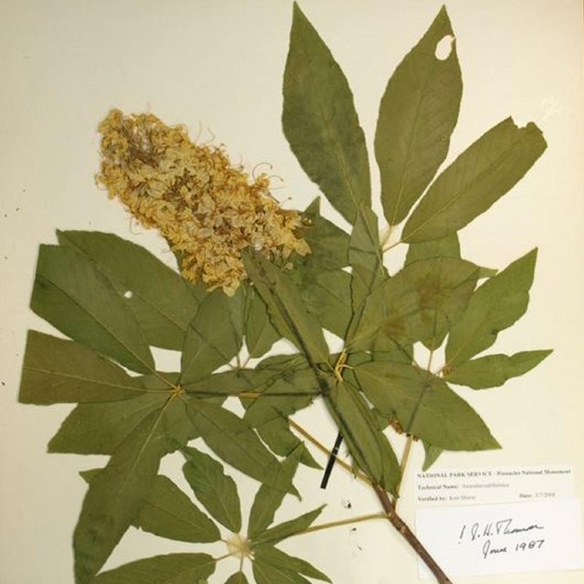 A dried plant specimen with palmate leaves and a a fuzzy flower.