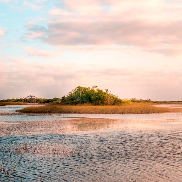 Tree islands rise out of wet landscape at sunset
