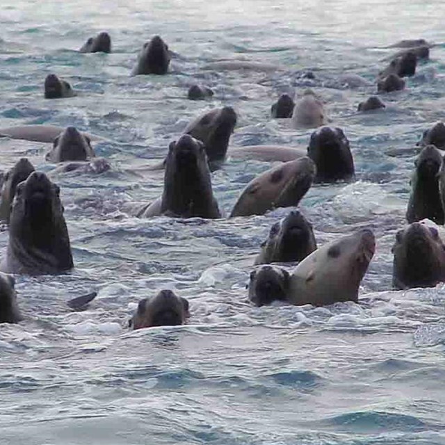 A group of sea lions in the water.