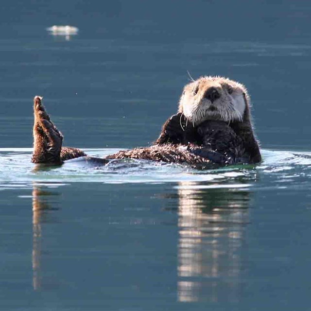 A sea otter floats comfortably looking attentive.