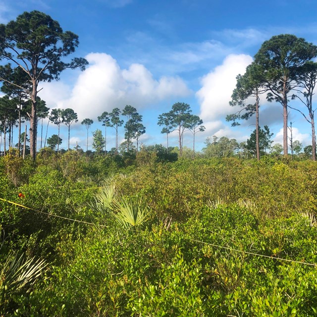tall trees and sawe palmettos