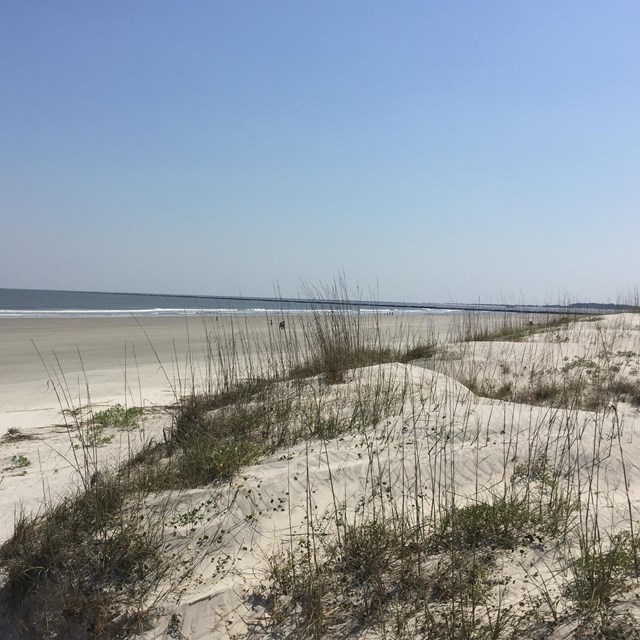 beach and dunes covered with grass, ocean in background