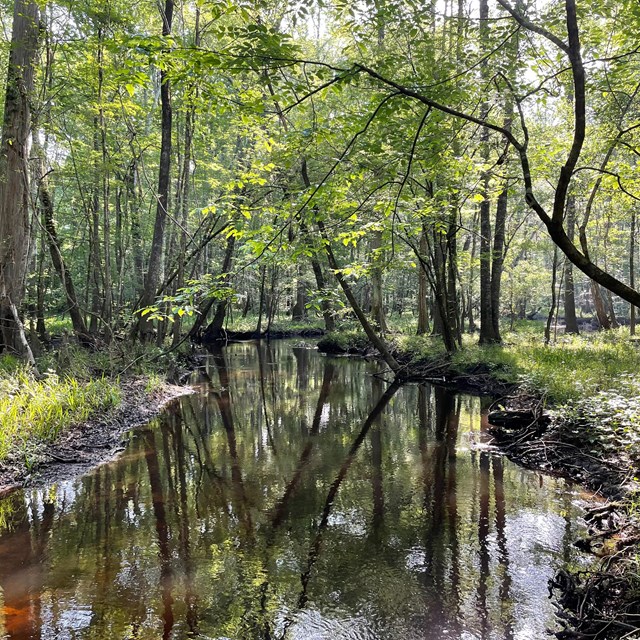 Wide stream with cypress trees and knees on either bank