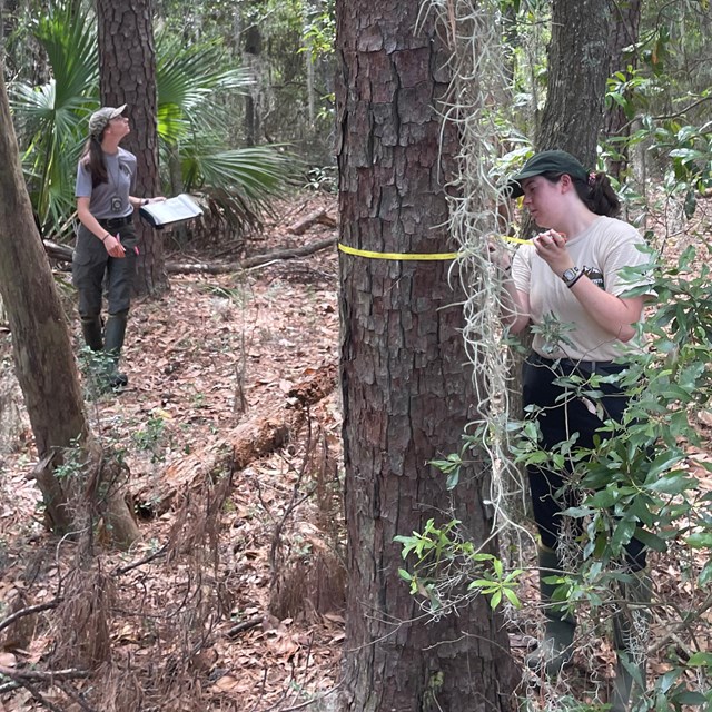 Woman with a clipboard looking up and another woman measuring a tree trunk.
