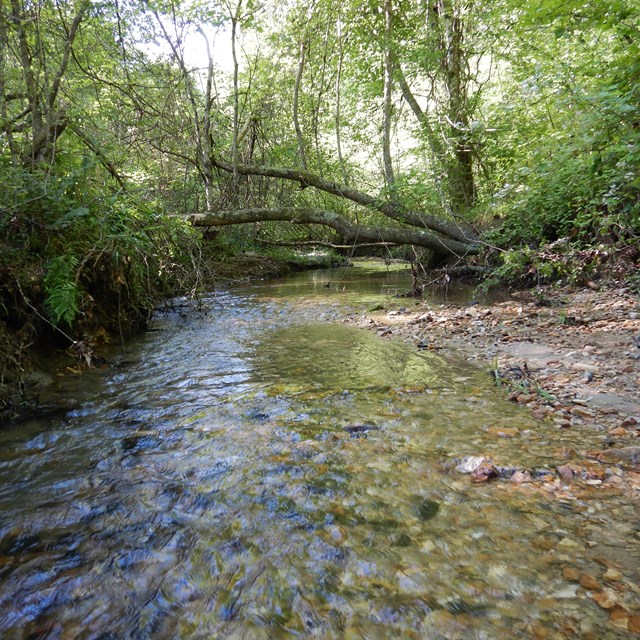 Stream with rocky sand bar on the right and two large trees laying over from the right.