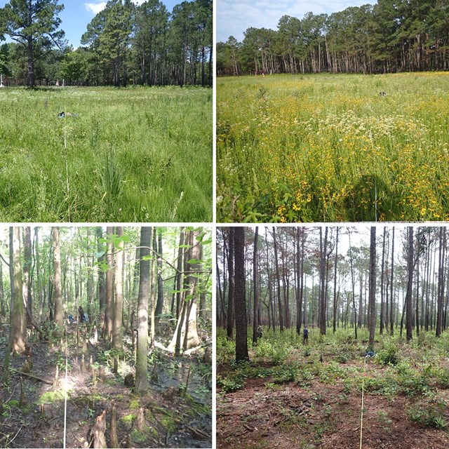 Four photos of landscapes in the park. All have tall vegetation and tall trees