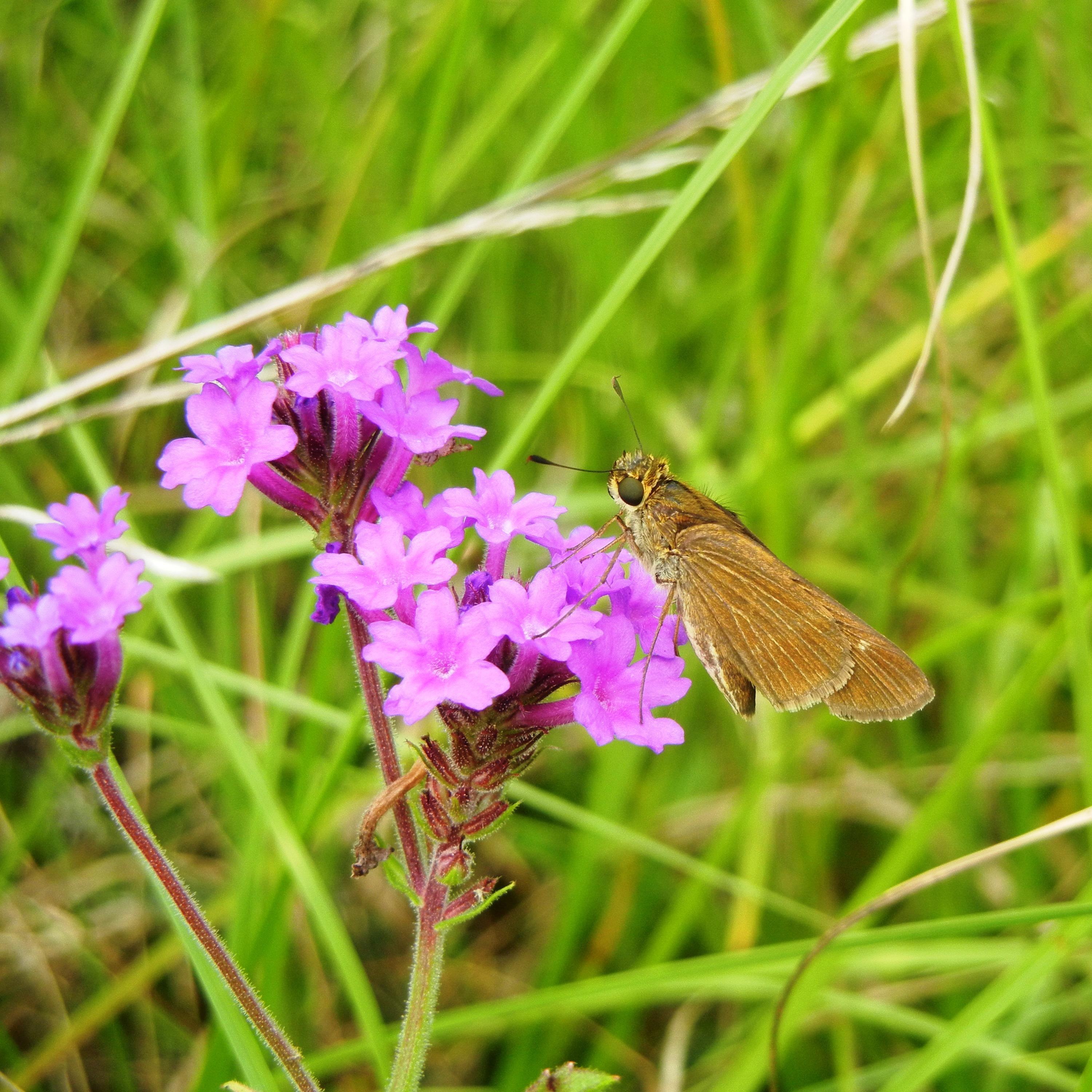 An ocola skipper (Panoquina ocola) on verbena at Ocmulgee National Monument.