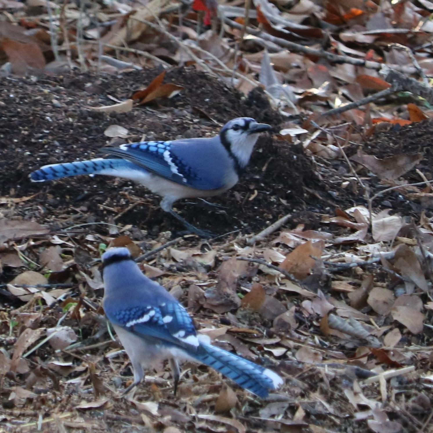 Blue jays (Cyanocitta cristata) near the SECN office in Athens.