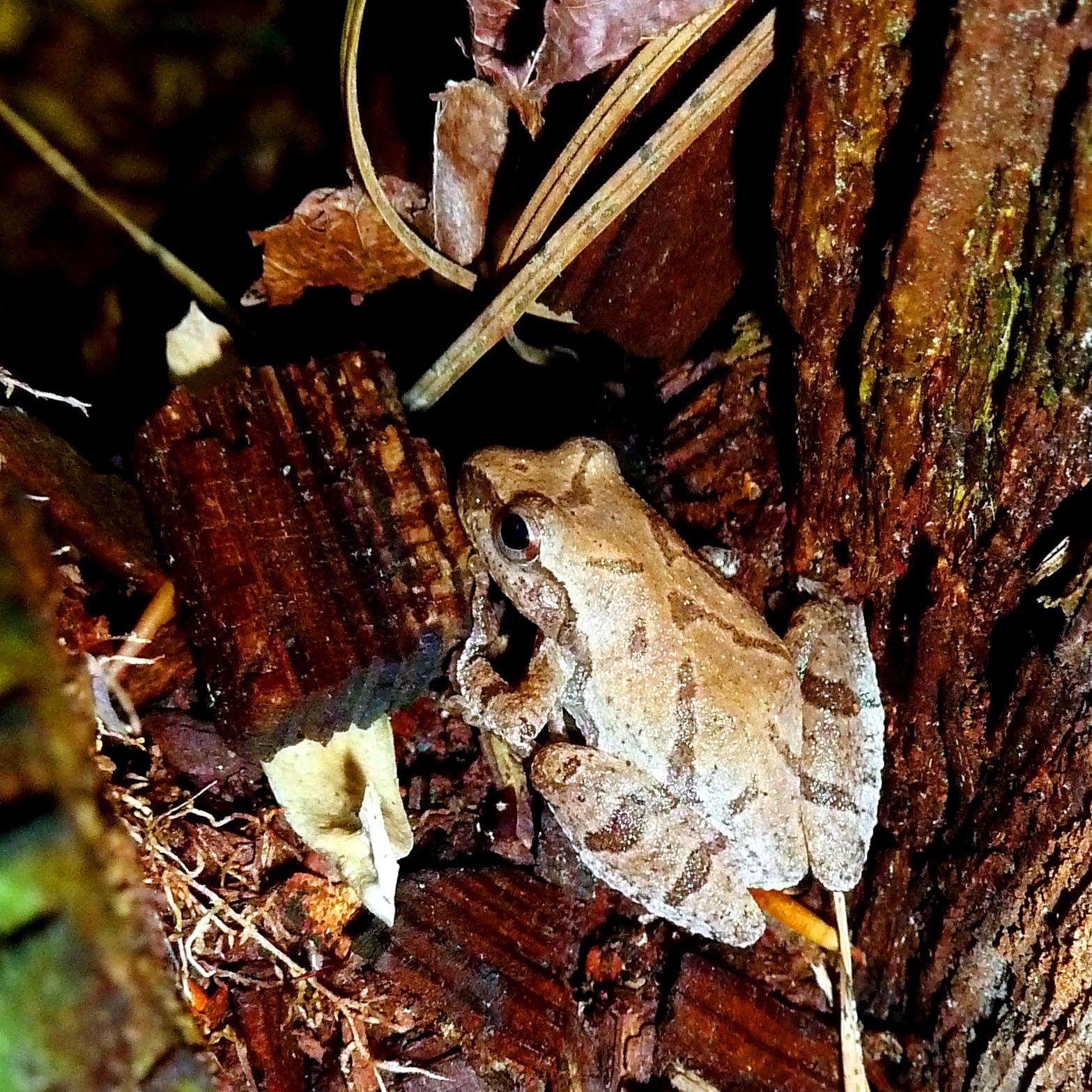 A spring peeper (Pseudacris crucifer) at Chattahoochee River National Recreation area.