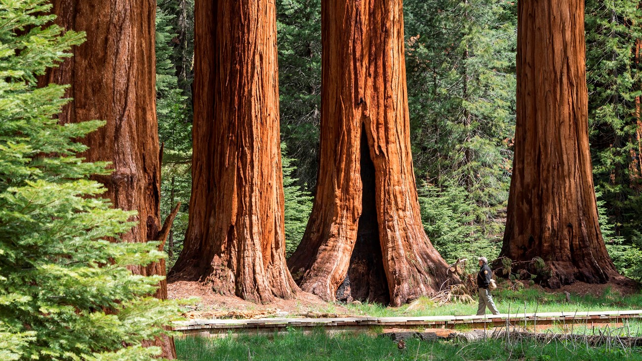 A visitor walks by a group of sequoia trees.