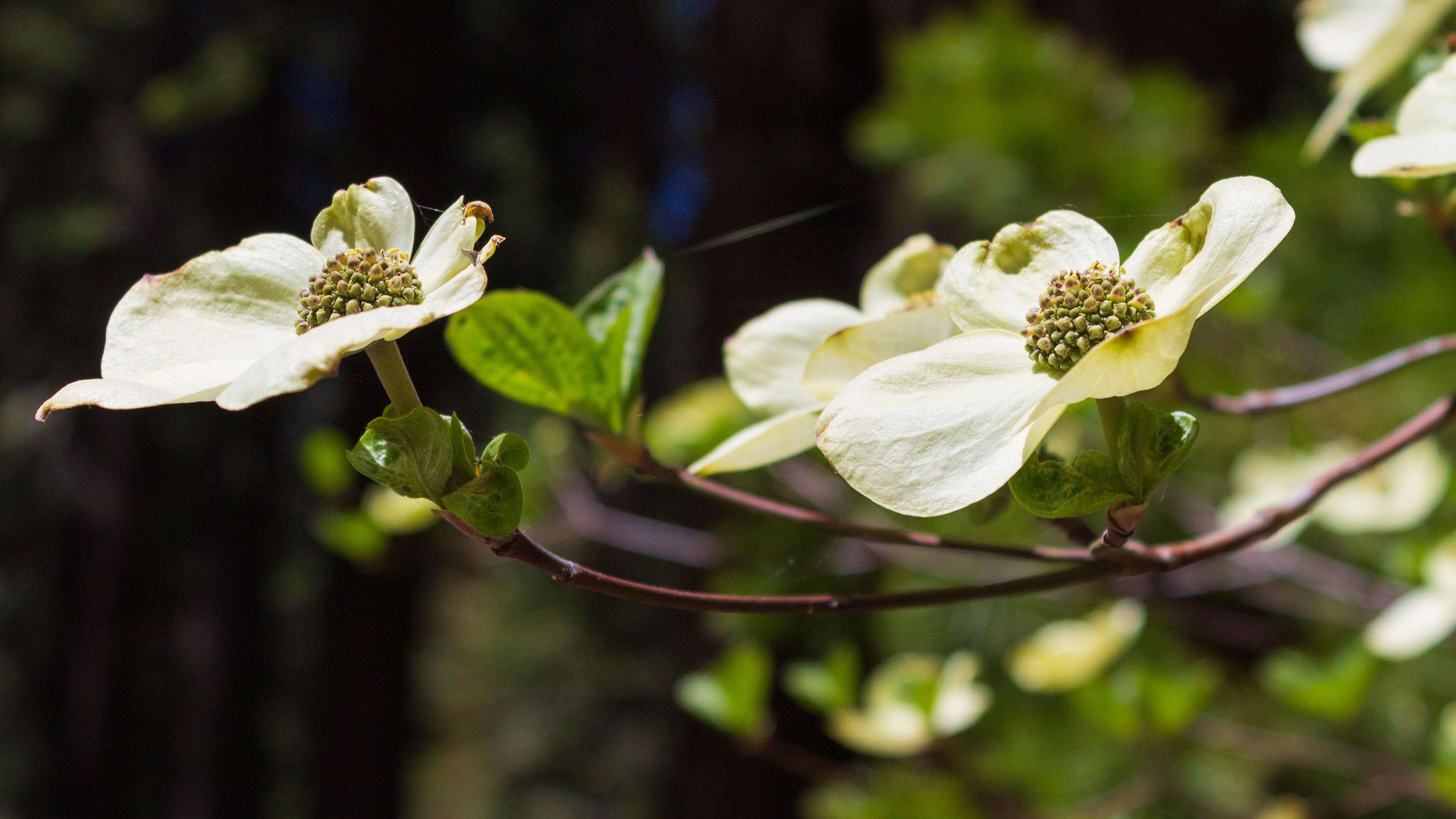 A vibrant white and green flower.