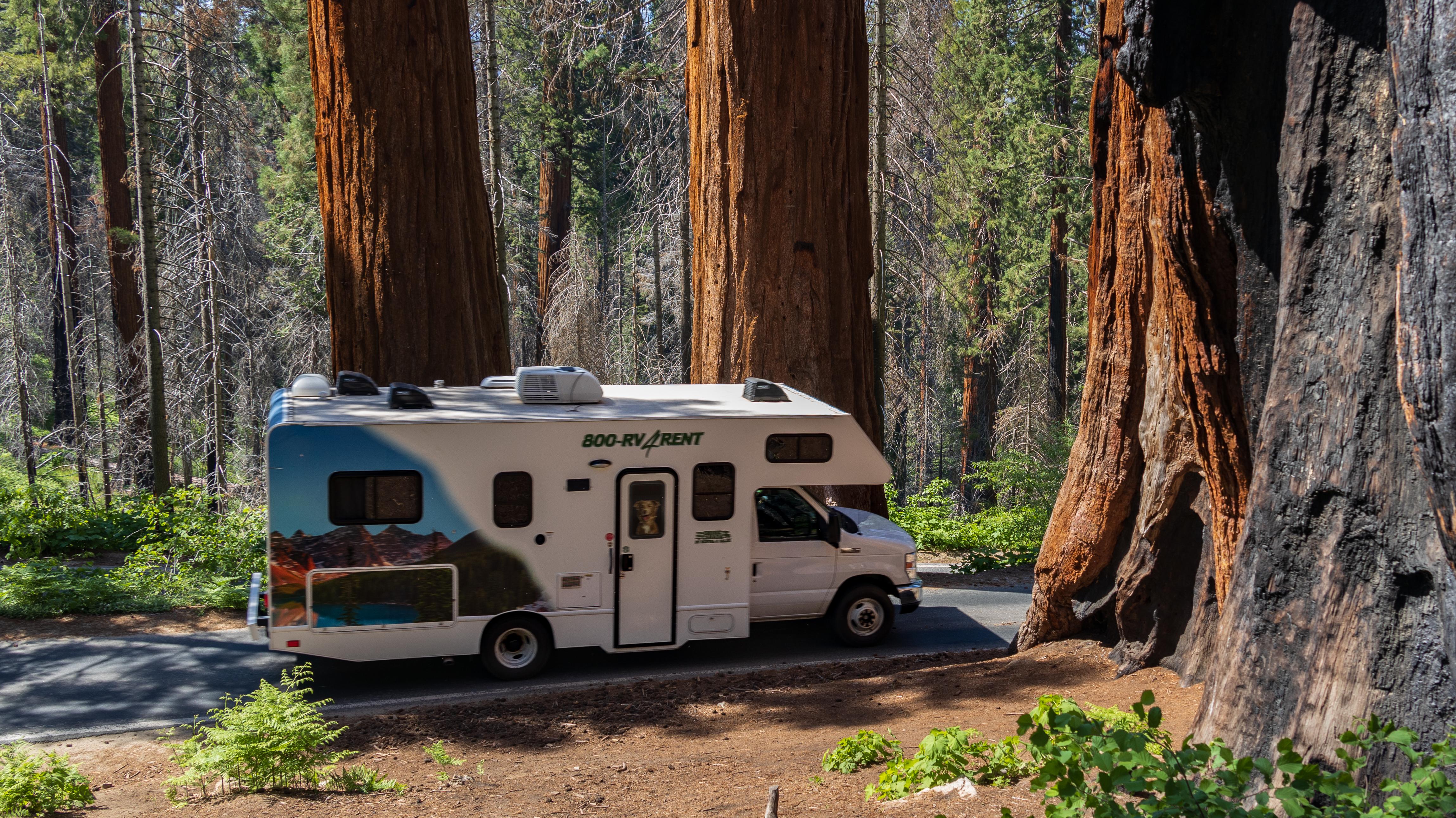 An RV driving through sequoia trees.