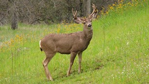 A mule deer, standing in a field of grass and flowers, looks at the camera