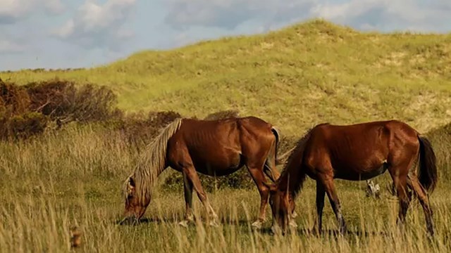Meadow Opening & Closing Updates