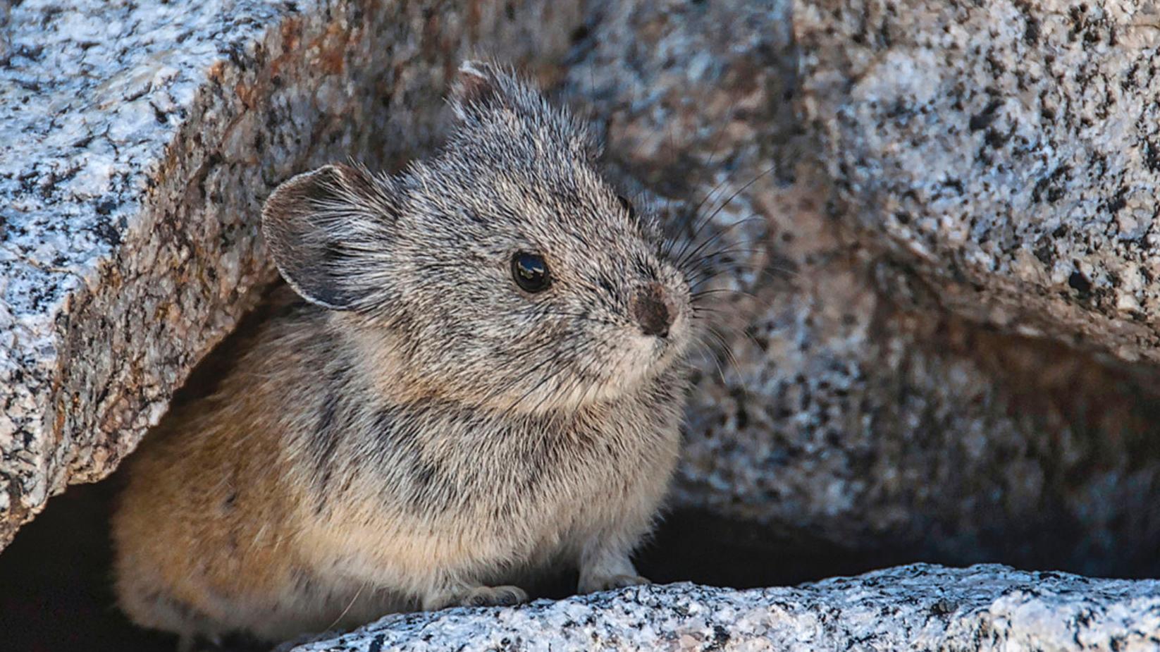 Pika. Photo: &copy; Isaac Chellman.
