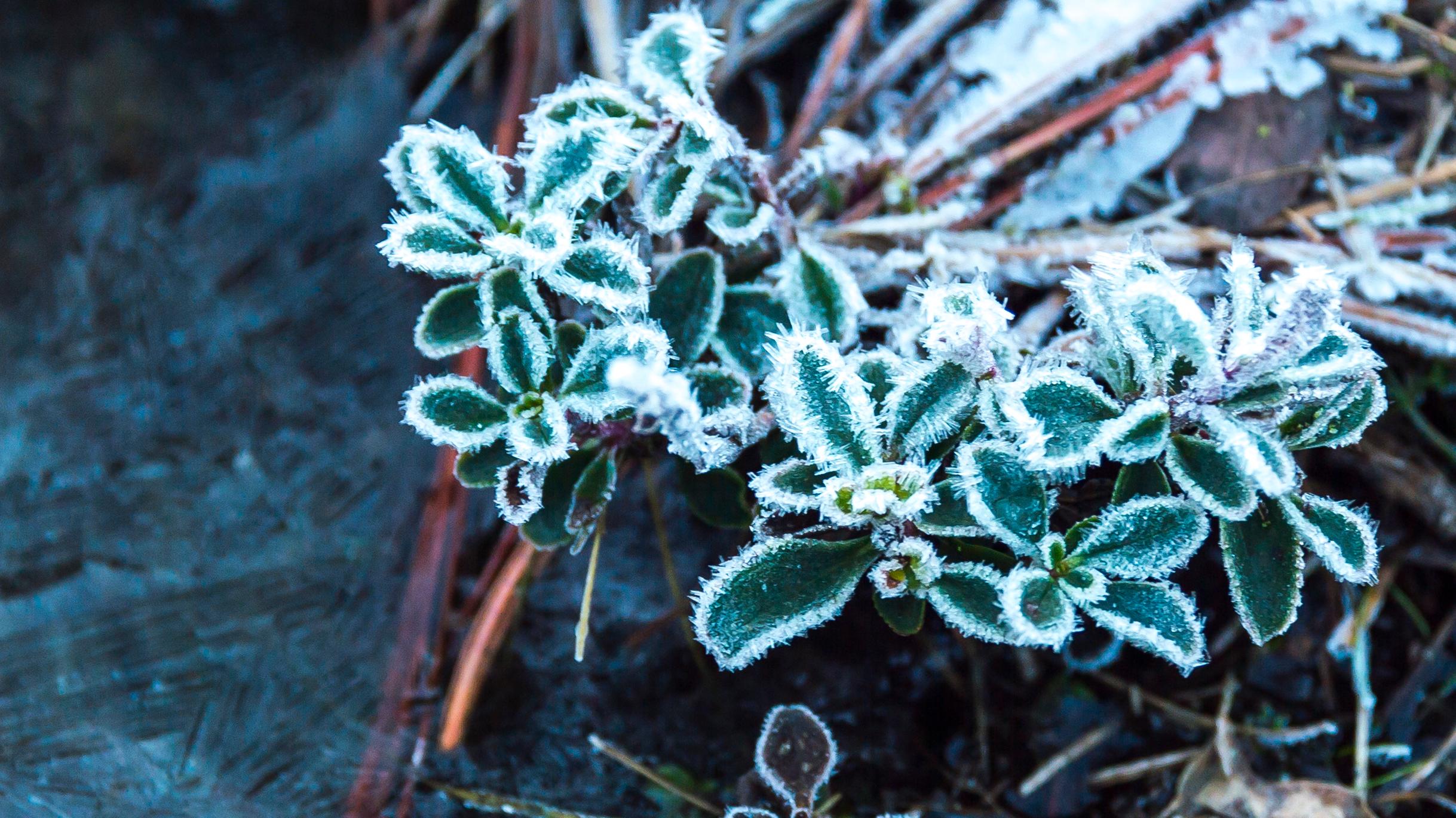 Small plants with leaves covered in frost crystals hang above the frozen surface of a small pool