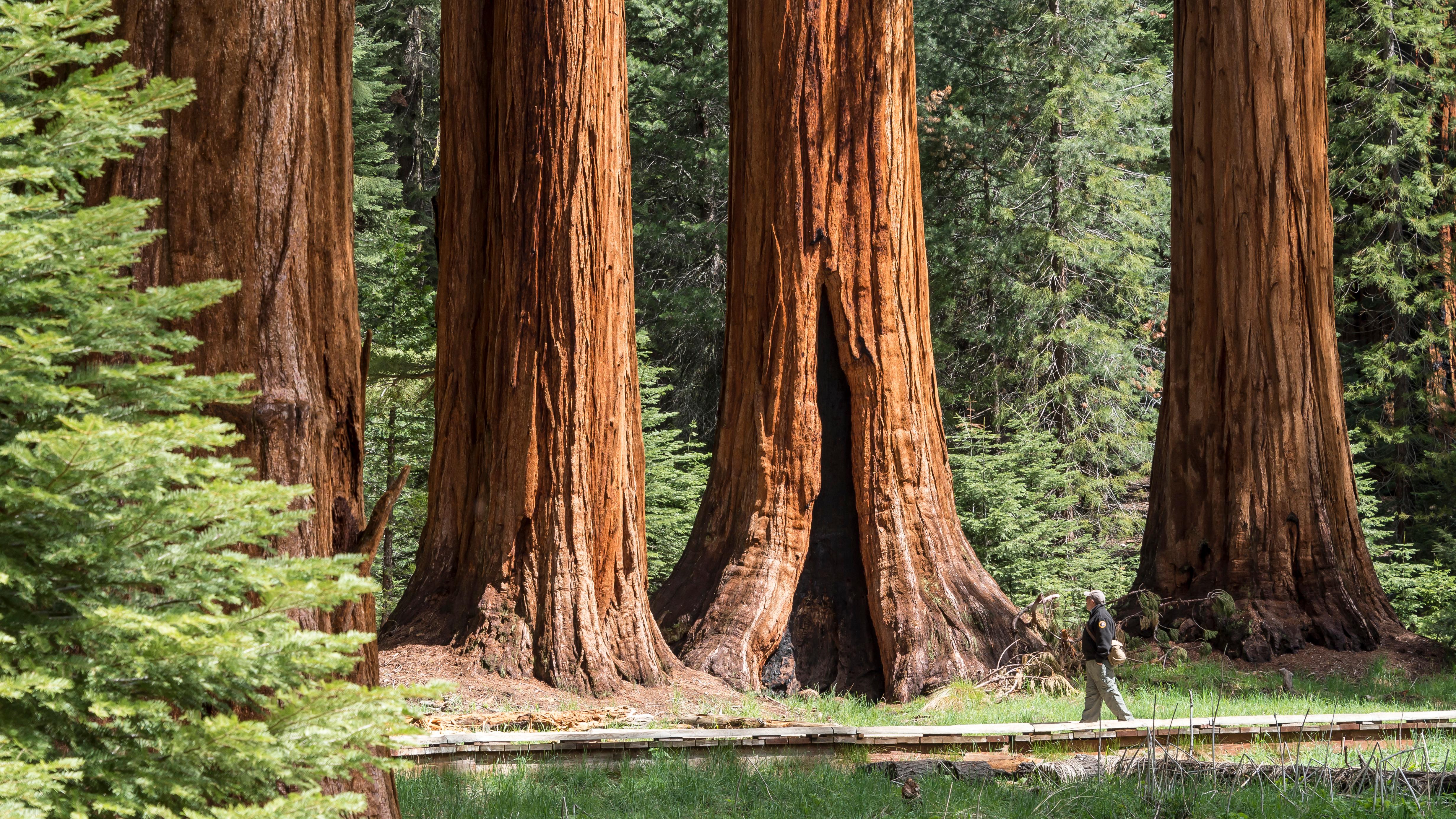 Hikers walk among giant sequoias. 