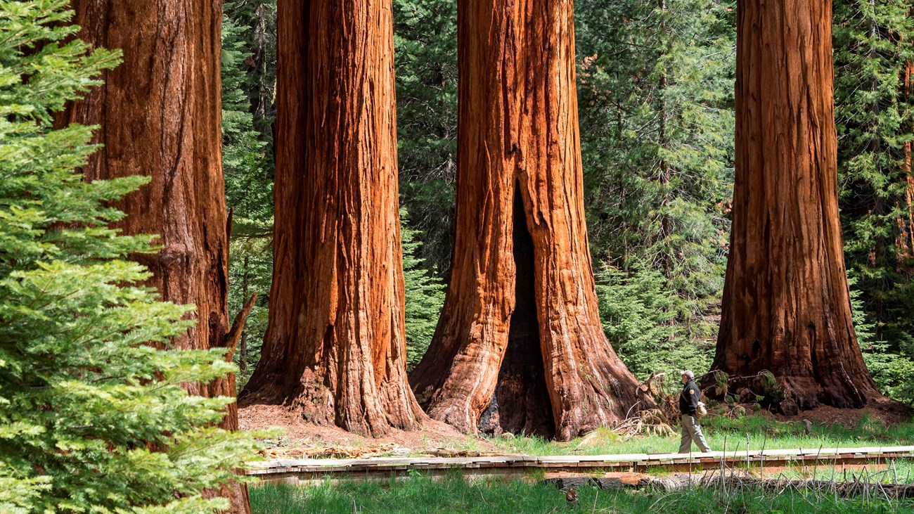 Hikers walk among giant sequoias. 