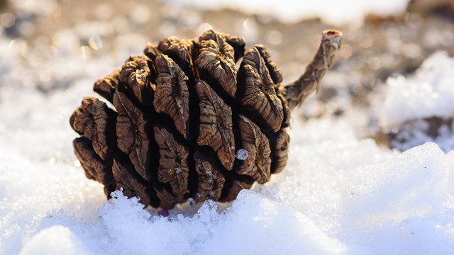 A small Sequoia cone resting on a pile of snow.