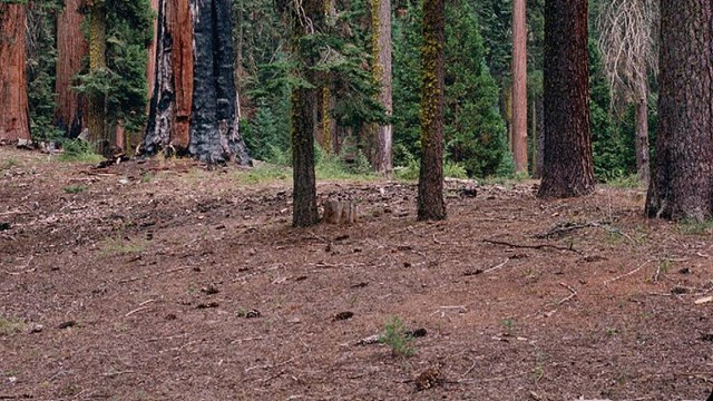 A color image of brown soil and a variety of trees.