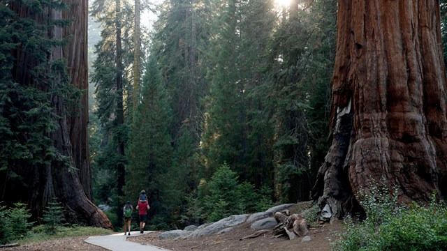 Hikers walk among giant sequoias. 