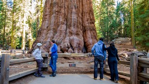 Four visitors stand at  wooden fence viewing the General Sherman Tree.
