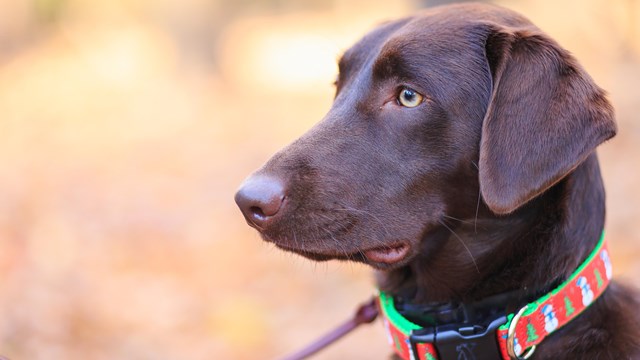 A brown dog with a holiday-themed collar on a leash looks to the left.